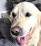 Lost Paws NI
