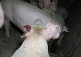 Mord-Drohungen gegen Tierschützer