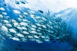 Welchen Thunfisch darf man noch essen?