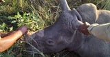 Dogs4 Wildlife