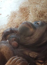 Orang Utan Schönbrunn
