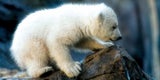 Eisbären-Baby Schönbrunn Eisbär Baby