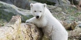 Eisbär