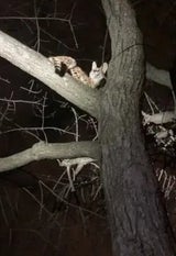 Cincinnati Animal CARE