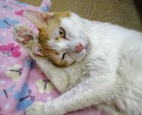 Humane Pennsylvania/Facebook