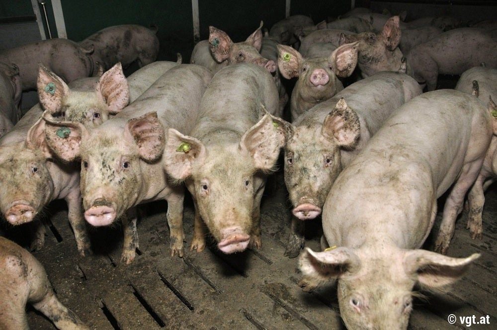 Schweine - Unsere Tiere - Tierschutz-CH - Vollspaltenböden - Sendung 09062019