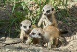 Vier Schönbrunner Erdmännchen-Junge empfangen jetzt Besucher