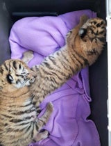 Tigerbabys gerettet: Jetzt spricht die "Züchterin"