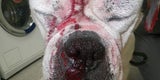 Bulldogge 'Smiler' geht es wieder besser