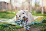 Richtig laufen mit Hund