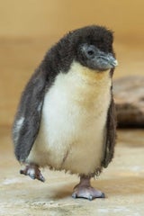 Pinguin-Küken Zoo Schönbrunn
