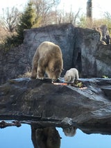 Eisbär