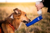 Richtig laufen mit Hund