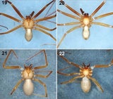 Tödliche Spinne lebt in Möbeln & lässt Haut verrotten