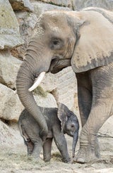 Süßer Elefantennachwuchs im Tiergarten Schönbrunn