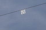 Danube Free Sky - Unsere Tiere - Vogelsichere Hochspannungsleitungen - Bild 4