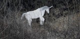 einhorn