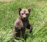 Bär Baby