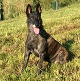 Brandmittelsp.Hund