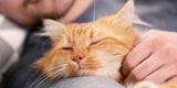 Katze