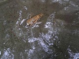 Tirol: Tausende Fische durch Schlammflut verendet