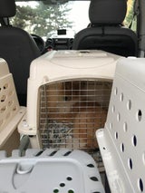 Hundewelpen in Kleintransporter gefunden
