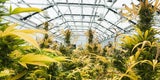 Australien: Erste legale Marihuana-Farm