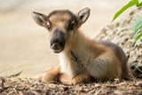 Zoo freut sich über Rentier-Babys vor Wiedereröffnung