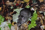 Achtung Ratten und Tauben: Was tun, um Schädlingen vorzubeugen?