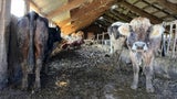 Horror-Rinder-Betrieb: Kühe wurden Halter abgenommen