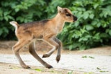 Zoo freut sich über Rentier-Babys vor Wiedereröffnung