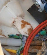 Katze Kunststofftank Wiener Neustadt