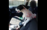Facebook/@rescueonespringfield