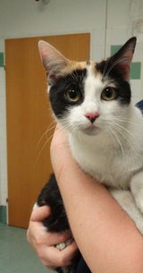 Junge Katze aus Autobahntunnel gerettet