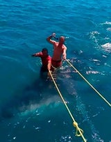 Touristen surfen auf dem größten Hai der Welt