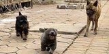 Dúi Hund Vietnam