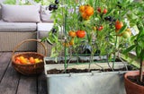 Eigens für Balkongärtner bietet der Handel kleine Tomaten, die sogar im Blumenkasten gut gedeihen. Auch Salate lassen sich aus dem Topf ernten.&nbsp;&nbsp;