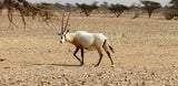Antilope