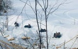'Social Distancing': oe24 sucht die lustigsten Tierfotos