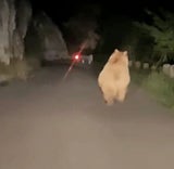 Bär