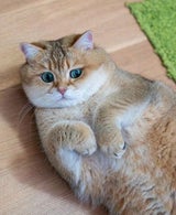 Hosico Cat