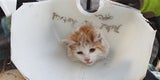 Katze Kunststofftank Wiener Neustadt