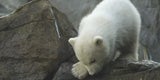Das ist Finja: Die schönsten Fotos vom Eisbär-Baby