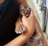 Tigerbabys gerettet: Jetzt spricht die "Züchterin"