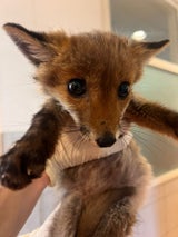 Babyfuchs