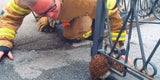 Igel Graz Gitter