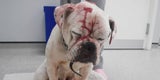 Bulldogge 'Smiler' geht es wieder besser
