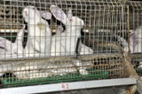 Kaninchen - Unsere Tiere - Sendung 15092019 - Pyrogene-Test