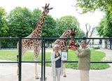 giraffen