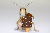 In diesen Süßigkeiten stecken bereits Insekten!